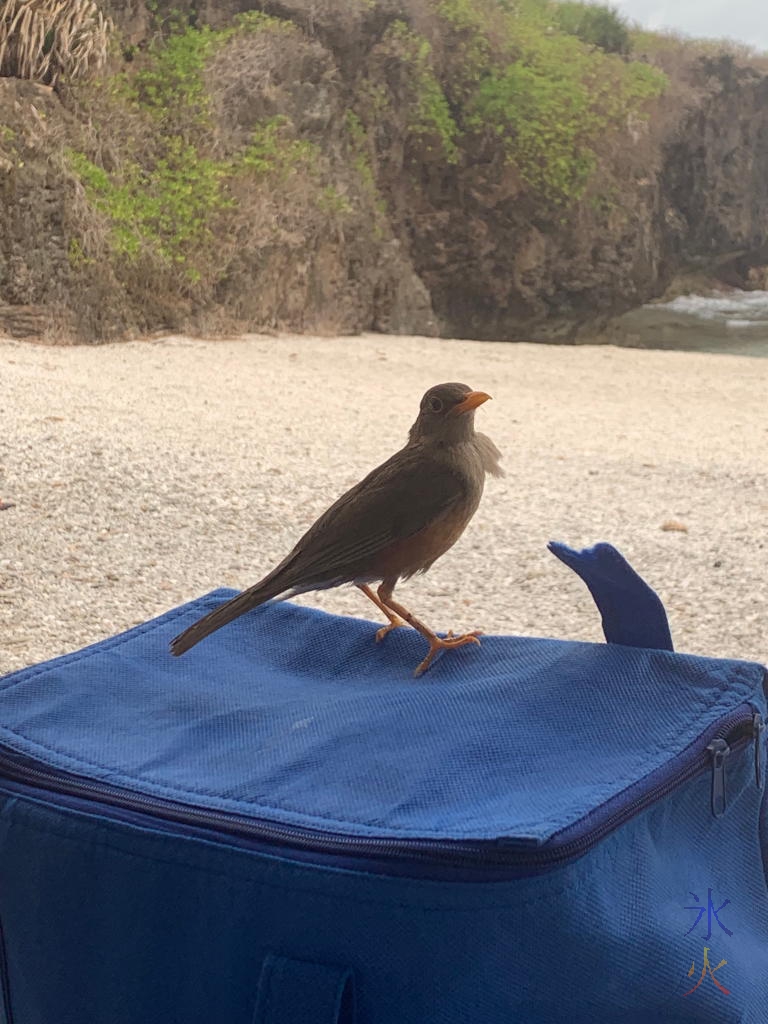 Christmas Island Thrush at Lily Beach, Christmas Island