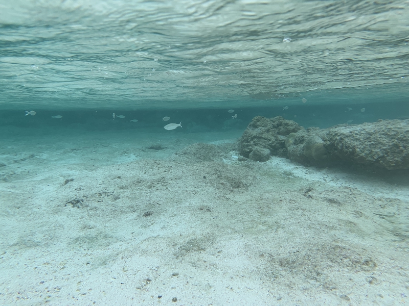 Underwater of school of small fish at Lily Beach, Christmas Island