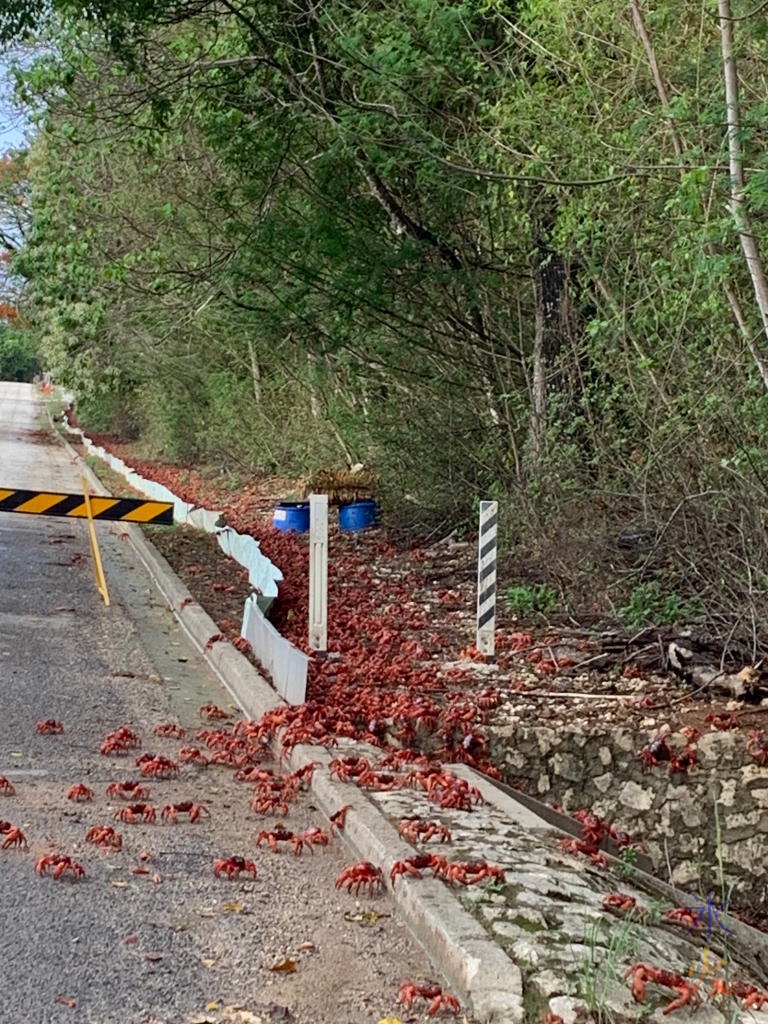 Many red crabs.