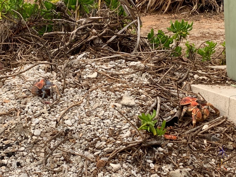 Robber crabs at Lily Beach, Christmas Island