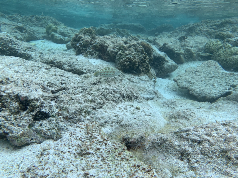 Underwater photo of yellow and white fish at Lily Beach, Christmas Island