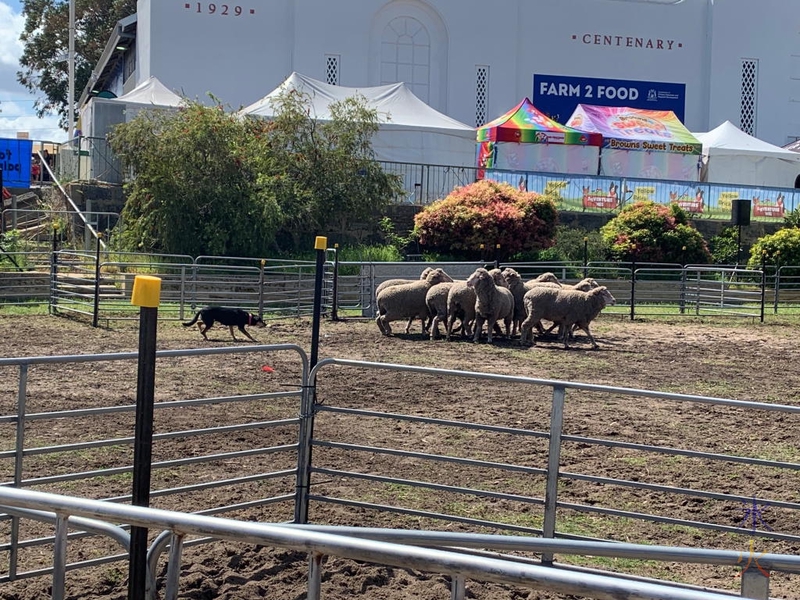 a black and tan sheepdog herding sheep at the Perth Royal Show