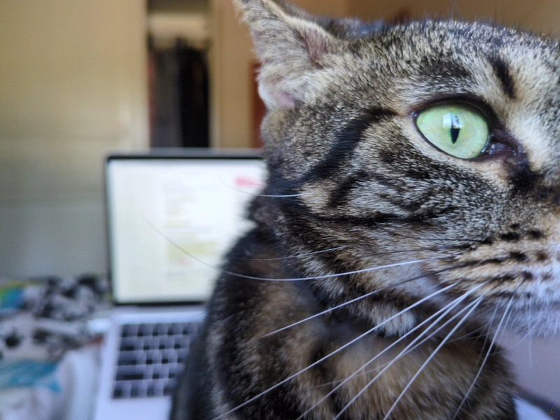photo of my son's very cute tabby cat sitting on me right in the way of my laptop as I'm trying to work
