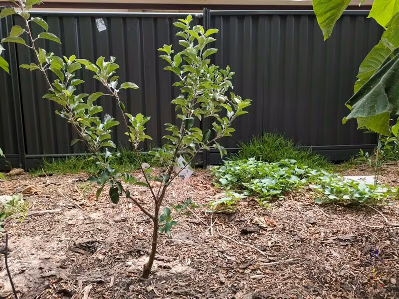 small apple tree with sweet potato vines on the ground in the near background