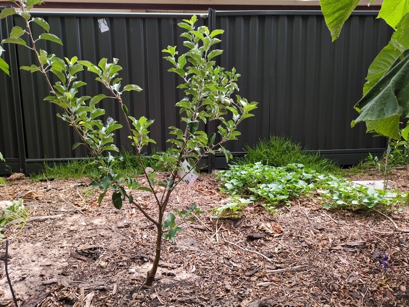small apple tree with sweet potato vines on the ground in the near background small apple tree with sweet potato vines on the ground in the near background