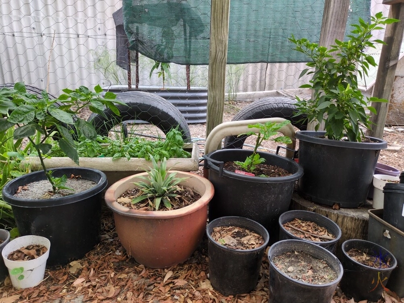 herb garden and small plants inside catio herb garden and small plants inside catio