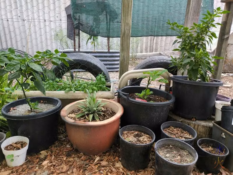 herb garden and small plants inside catio