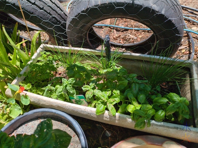 close up of herb garden in planter inside catio close up of herb garden in planter inside catio
