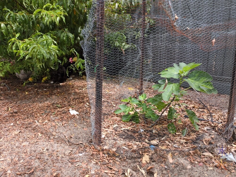small fig tree surrounded by chicken wire small fig tree surrounded by chicken wire