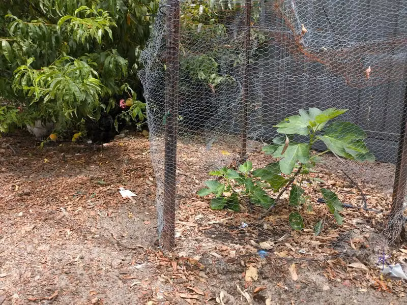 small fig tree surrounded by chicken wire