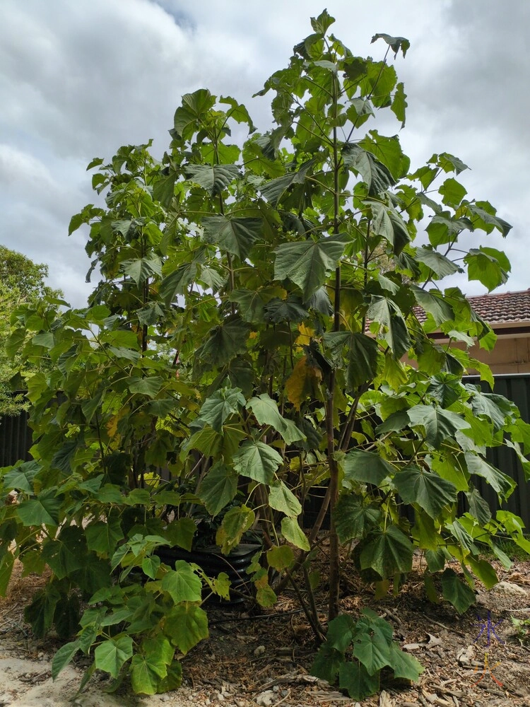 Sun King sunflowers...theoretically Sun King sunflowers...theoretically