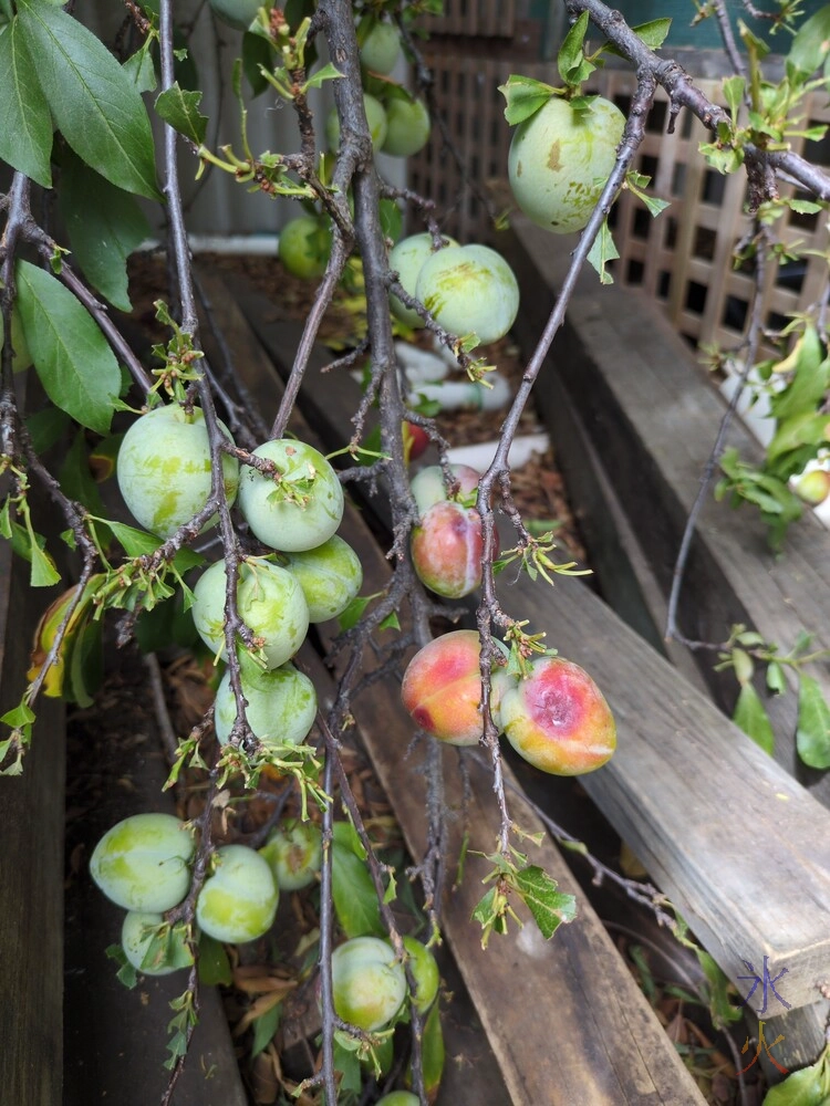 close up of plums on a branch close up of plums on a branch