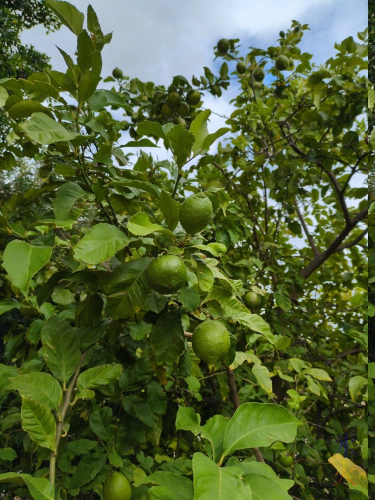 close up of green lemons on a lemon tree close up of green lemons on a lemon tree