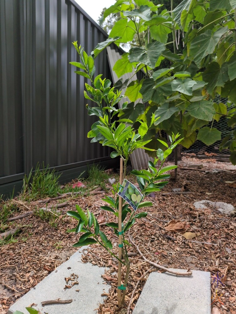 small lime tree small lime tree