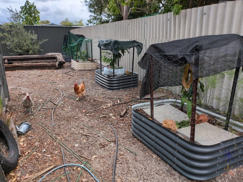 from near to far, mango, guava and two avocado trees in raised beds and one larger olive tree in the ground from near to far, mango, guava and two avocado trees in raised beds and one larger olive tree in the ground