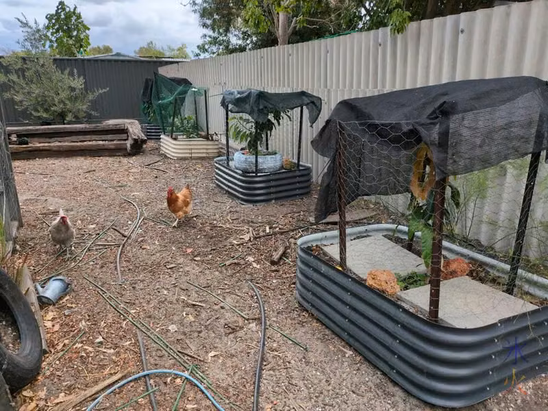 from near to far, mango, guava and two avocado trees in raised beds and one larger olive tree in the ground