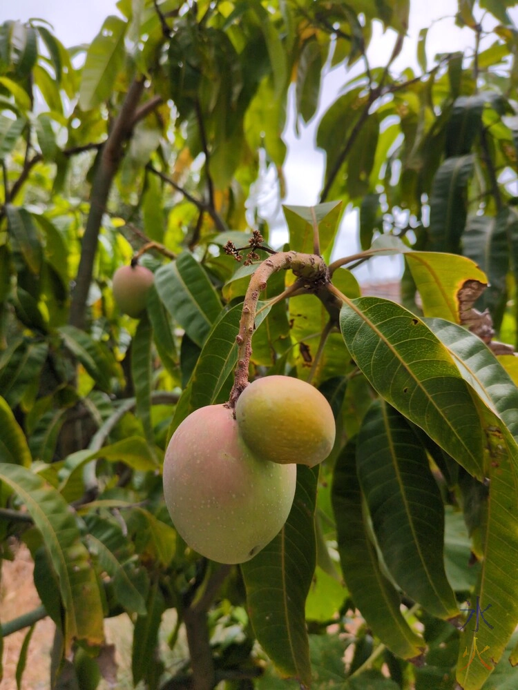 close up of mangos on a small mango tree close up of mangos on a small mango tree