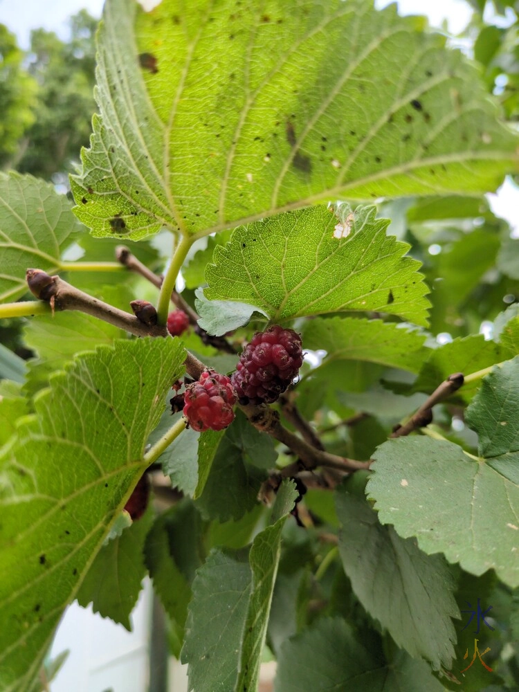 close up of mulberry under some mulberry leaves close up of mulberry under some mulberry leaves