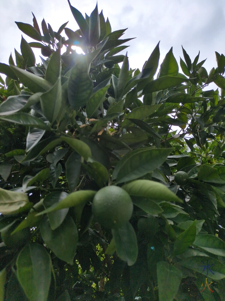 close up of orange on an orange tree, or maybe it's a mandarin I forget close up of orange on an orange tree, or maybe it's a mandarin I forget
