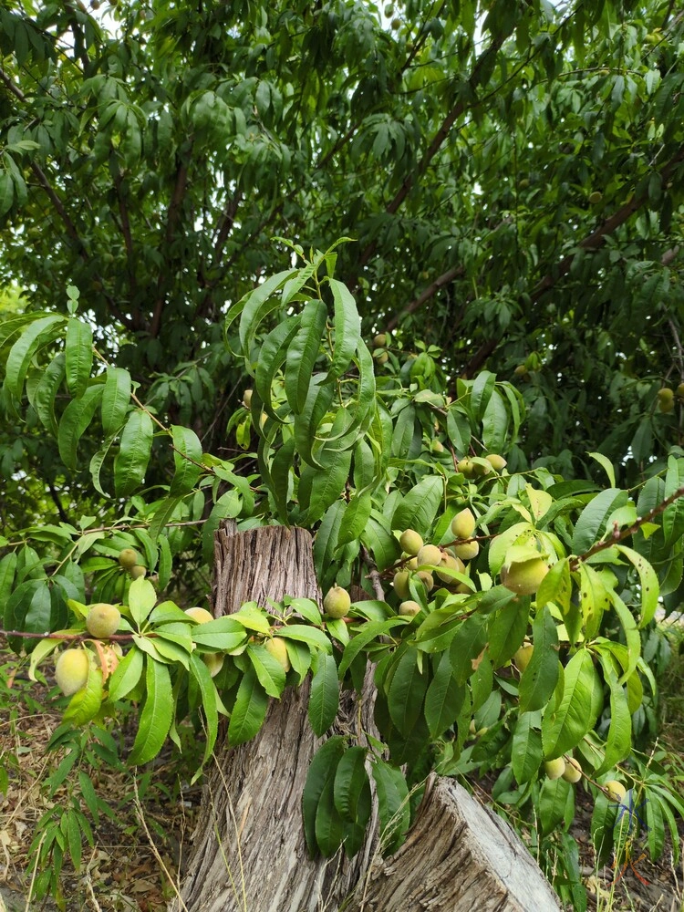 close up of peaches on branch close up of peaches on branch