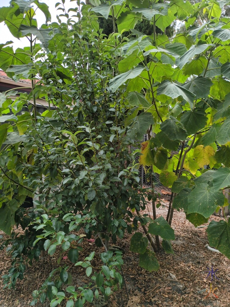 small pear tree small pear tree