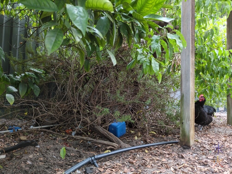 rosemary bush looking slightly worse for wear with a black chicken next to it rosemary bush looking slightly worse for wear with a black chicken next to it