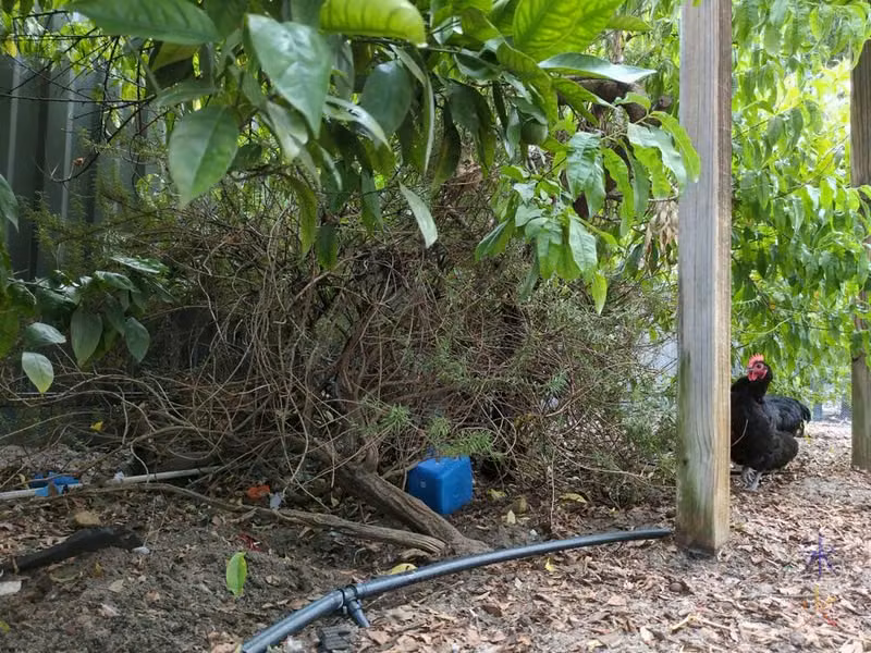rosemary bush looking slightly worse for wear with a black chicken next to it