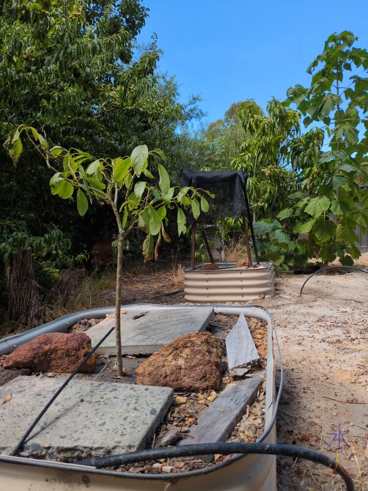 spindly new avocado trees spindly new avocado trees