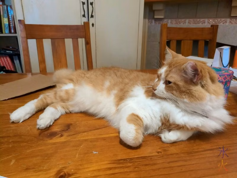 ginger and white cat lying on a wooden table