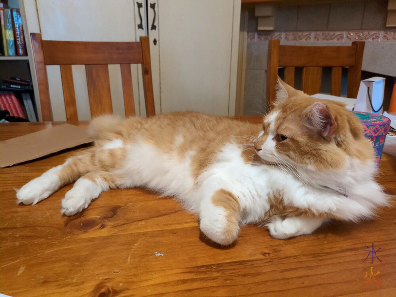 ginger and white cat lying on a wooden table