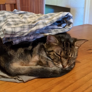 tabby cat sleeping sandwiched between two pairs of shorts