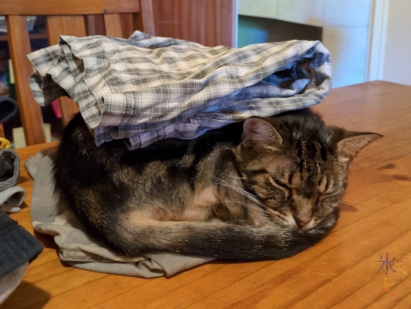 tabby cat sleeping sandwiched between two pairs of shorts