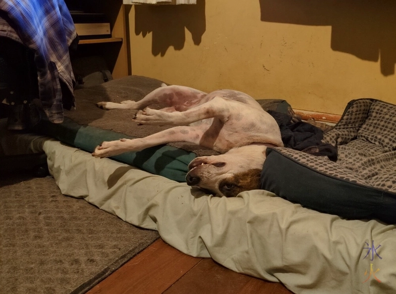 brindle and white dog sleeping very oddly