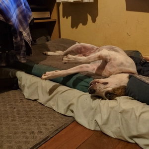 brindle and white dog sleeping very oddly