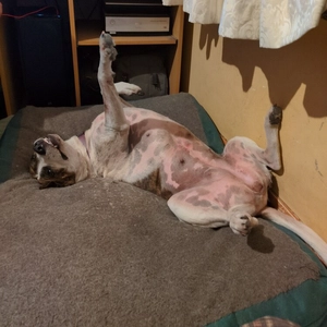 brindle and white dog sleeping on back with eyes open and one foreleg stuck straight into the air