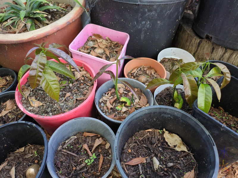 plants growing in pots in a shaded catio