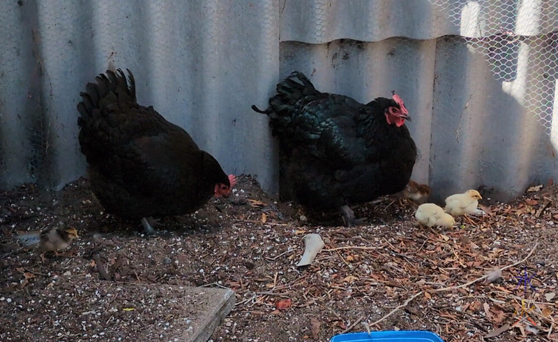 two black hens with two yellow chicks and two brown chicks