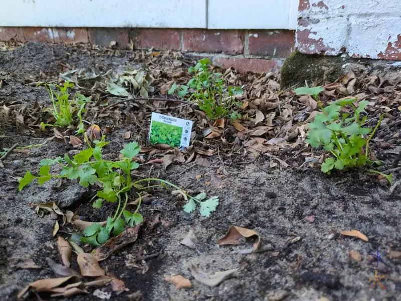 coriander