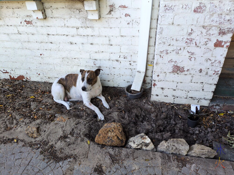 dog chilling in flower bed