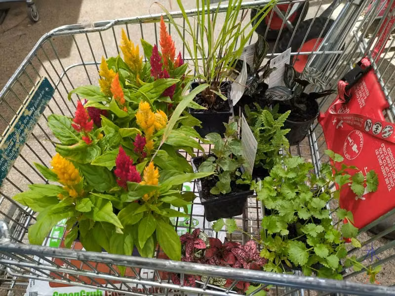 Bunnings trolley full of plants