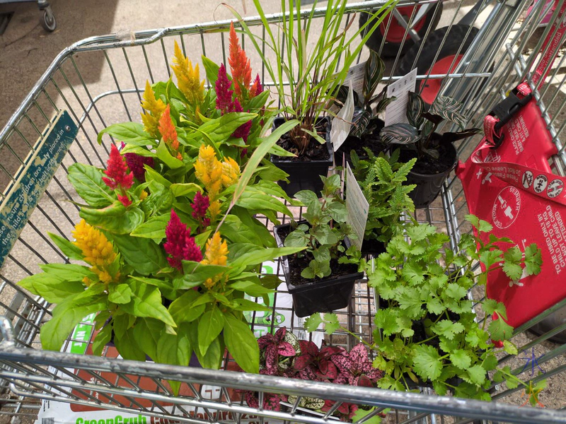 Bunnings trolley full of plants
