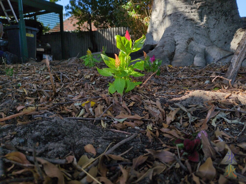 new flowers under tree