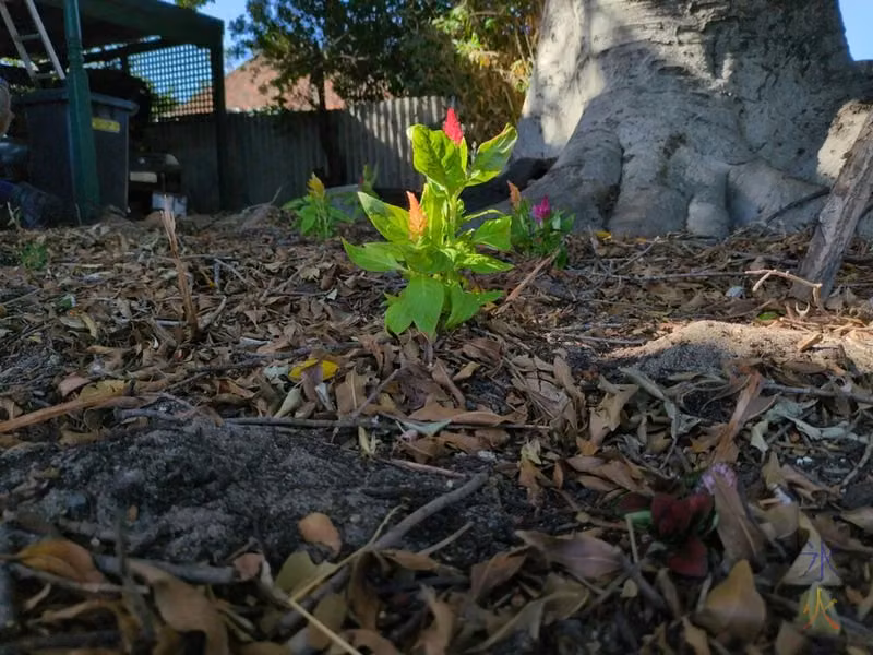 new flowers under tree