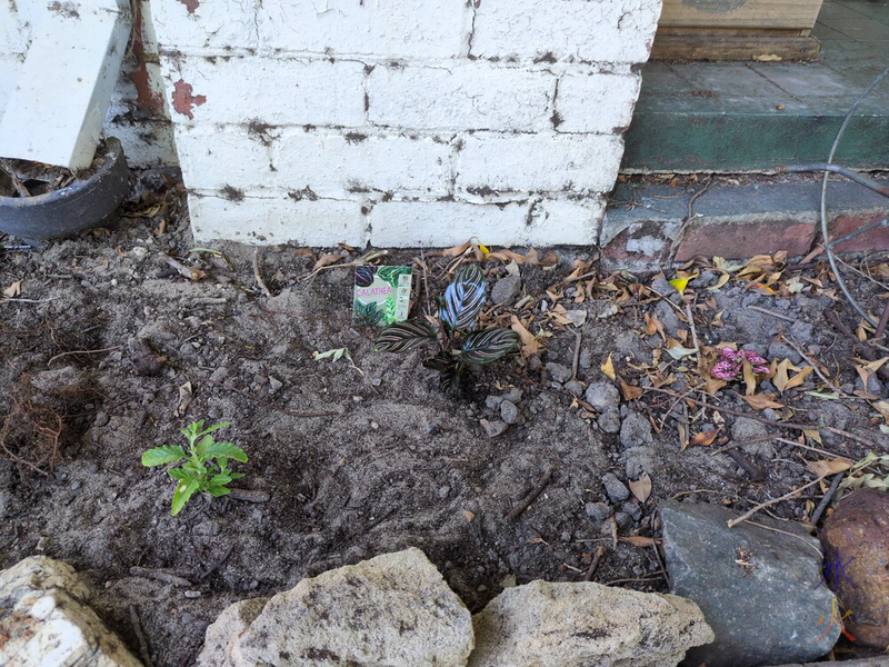 new plants in shaded bed