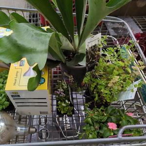 trolley full of more things than were on the shopping list at Bunnings
