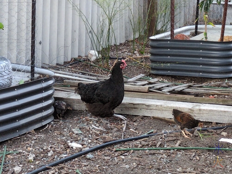 black hen watching over two brown chicks and one white chick, one brown chick eating a blade of grass