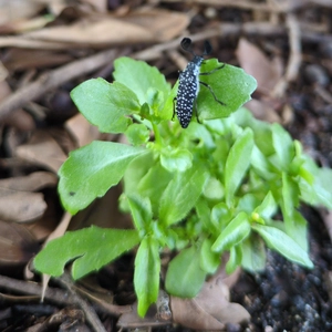 black bug with white speckles and club shaped antennae on Impatiens plant