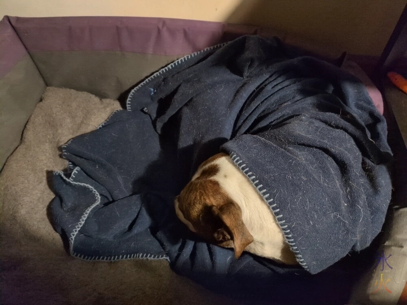 brindle and white dog asleep wrapped in blanket