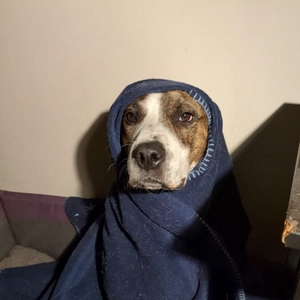 brindle and white dog with blanket draped over head and around body
