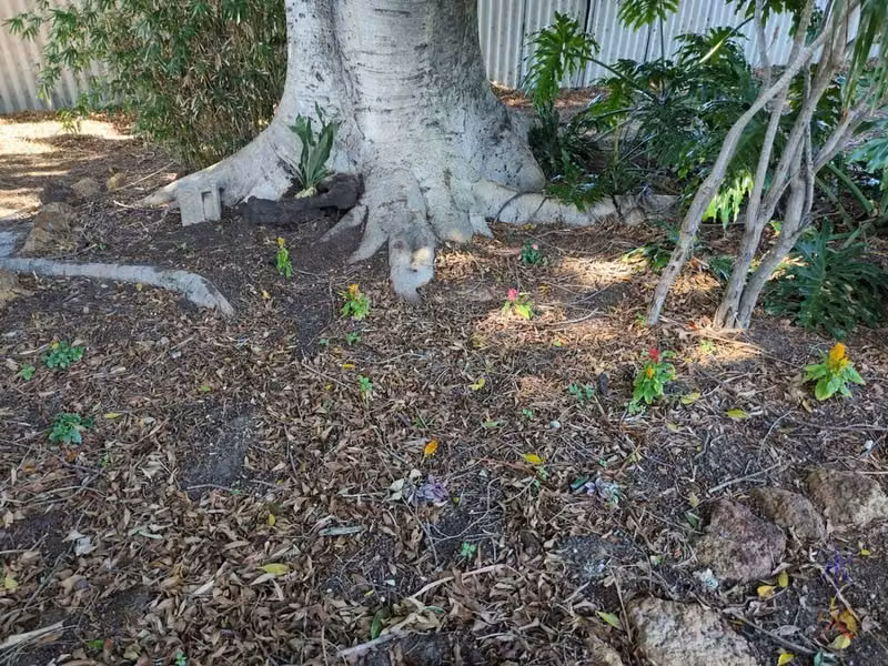 flower bed under tree